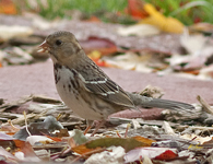 Harris Sparrow